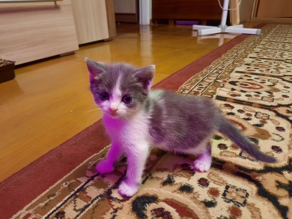 Продам милых котят.