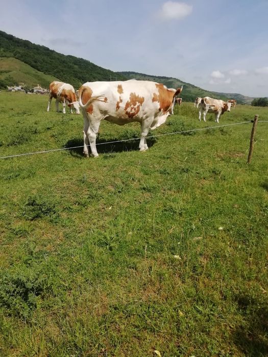 Junincă de vânzare