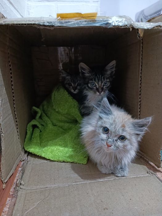 Отдам котят бесплатно