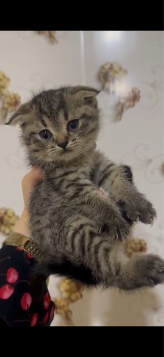 Кошки Вислоухая и остроухая