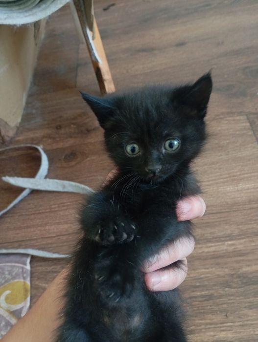 Котята чисто черные