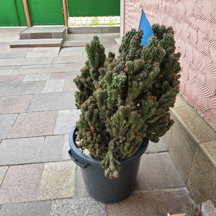 Продам Кактус в горшке
