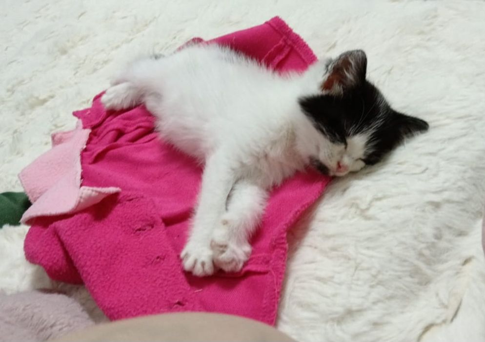 Отдам котёнка-девочку