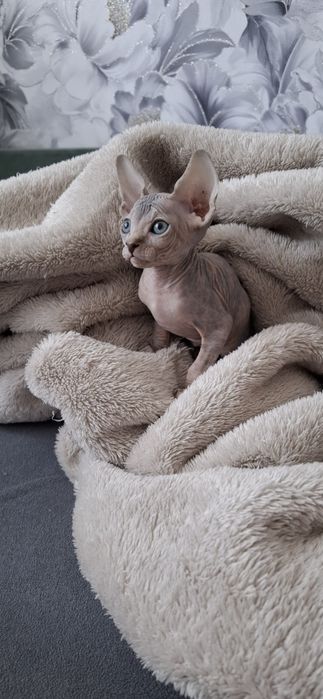 Котята канадского сфинкса