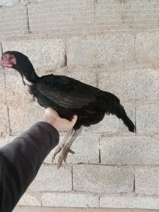 Дакан мекендер сатылады