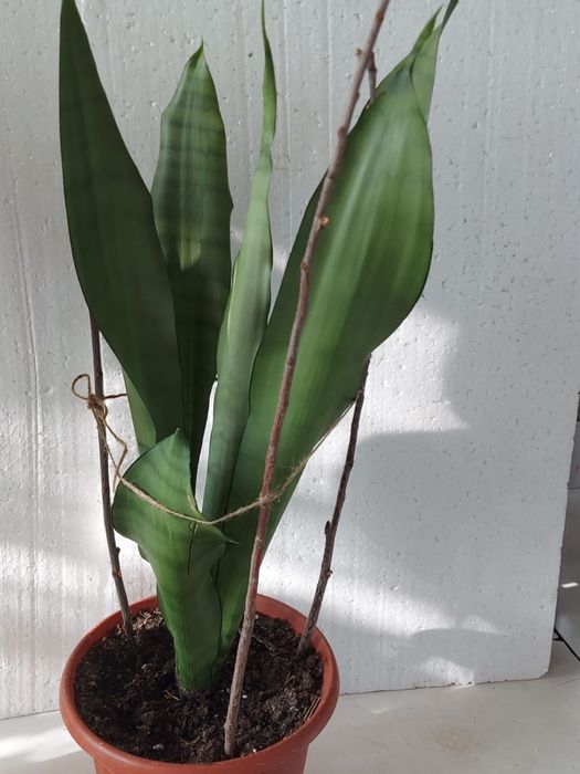 Сансевиерия Муншайн -неприхотливые домашние цветы