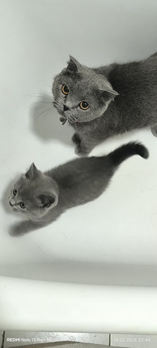 Котята скоттиш фолд, сайт девочки продается