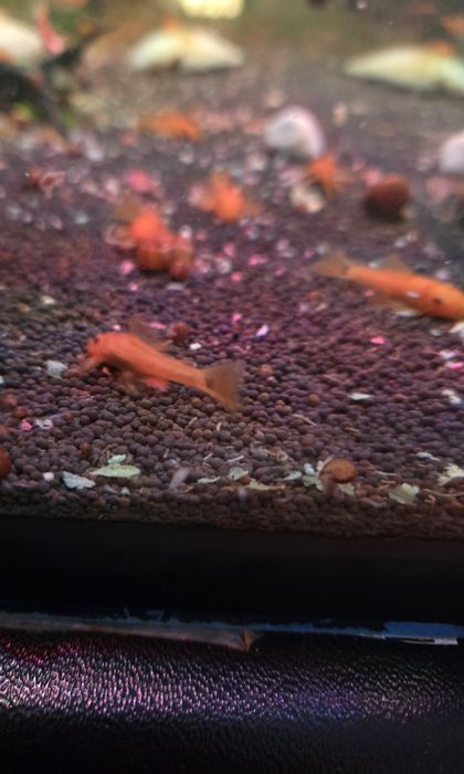 Продам молодь Анцитруса Super Red