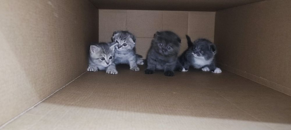 Срочно продаются Скоттиш Фолд и Скоттиш Страйт