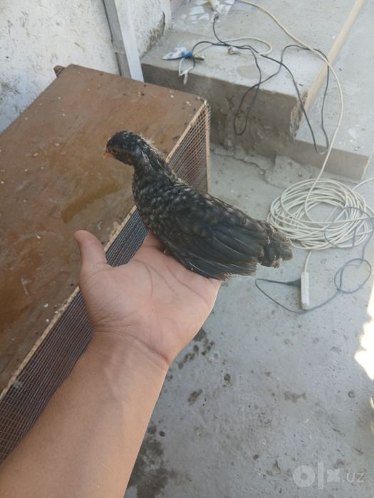 Parpoy jujala sotiladi yebichishi yaxshi