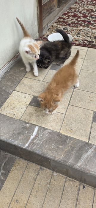 Мушиг боллари кимга кере булса бееорга