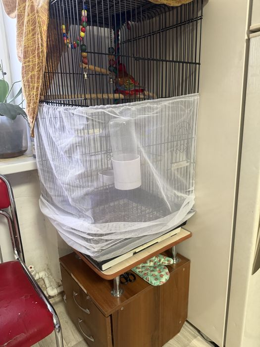 Продам попугая породы розелла.