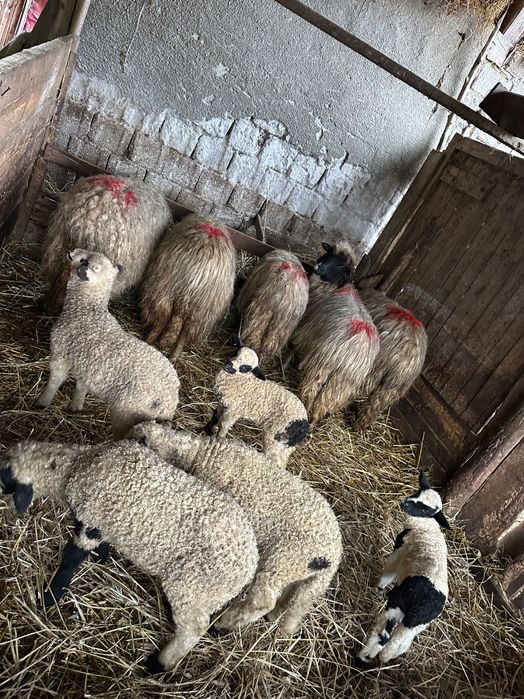 Vand oi cu tot cu miei