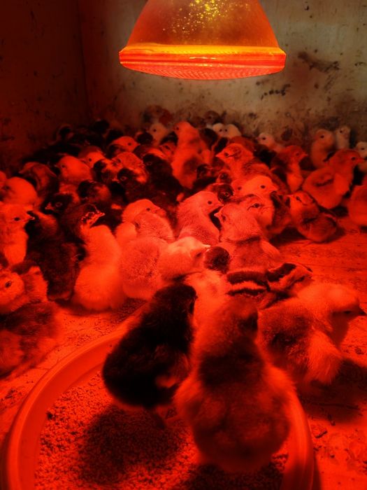 Vând pui brahma și marans