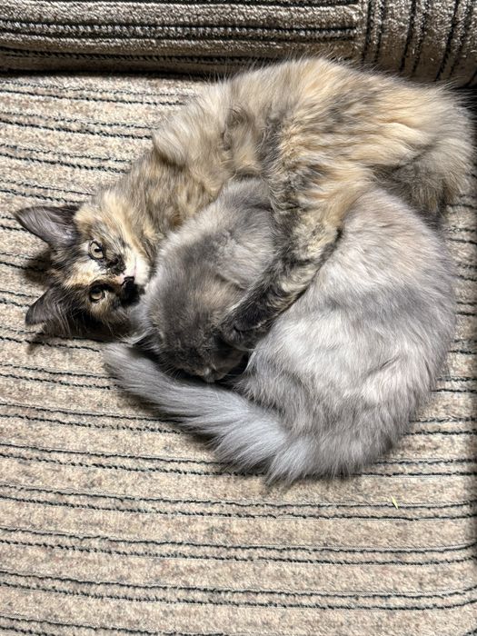 Котенок веслоухий