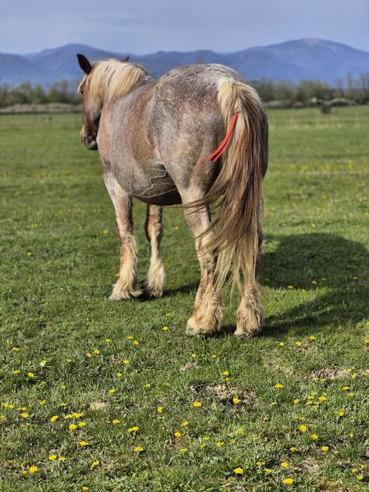 Vând iapă semi-grea