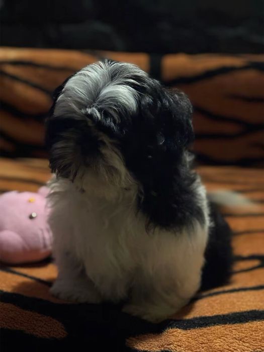 Fetita shih tzu cu pedigre