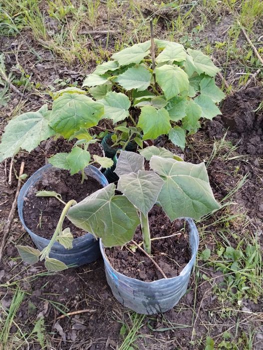 Пауловния томентоса, Рустифина (Rhus typhina)