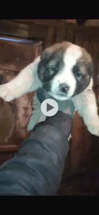 Продам щенка алабая