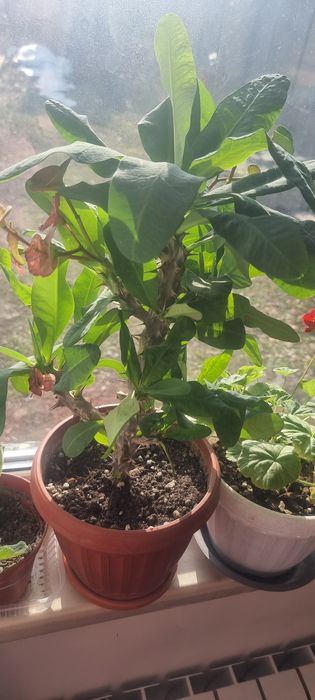 Продам цветы пересаженные удобренные