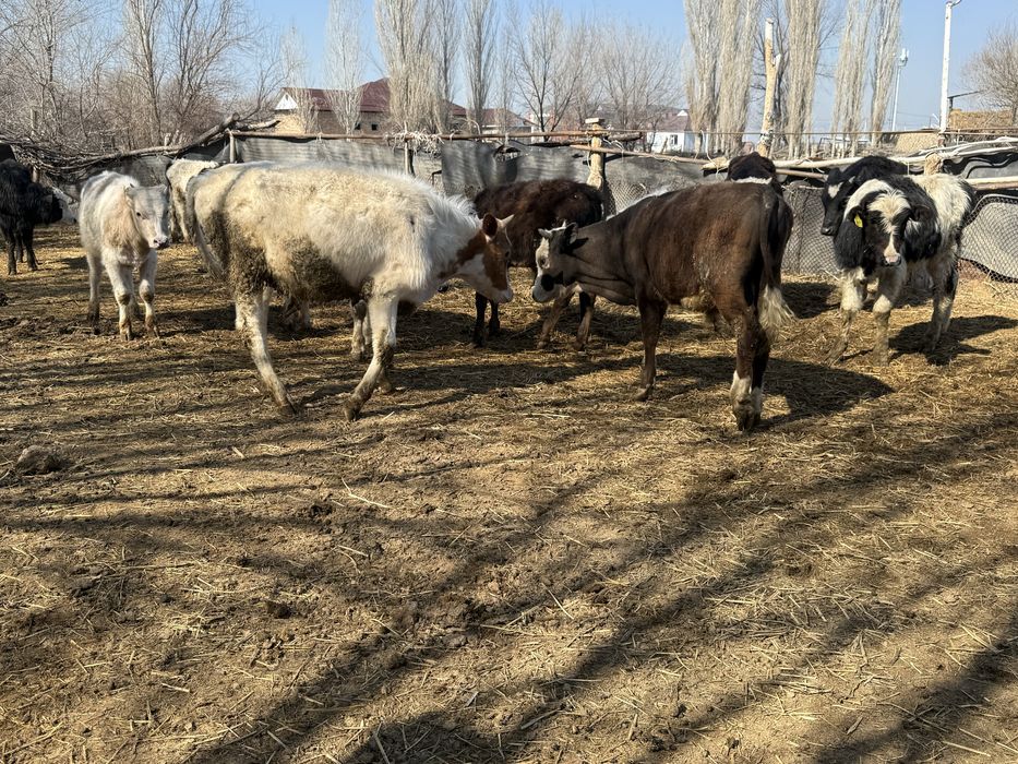 Бычок бұқа подсос бык