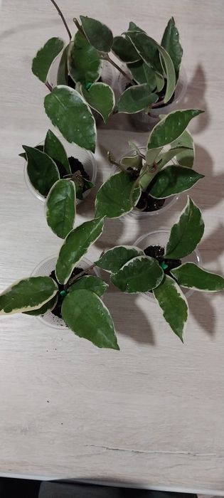 Продам Хойя кримсон квин