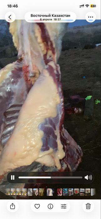 Продам тайчиков с откорма