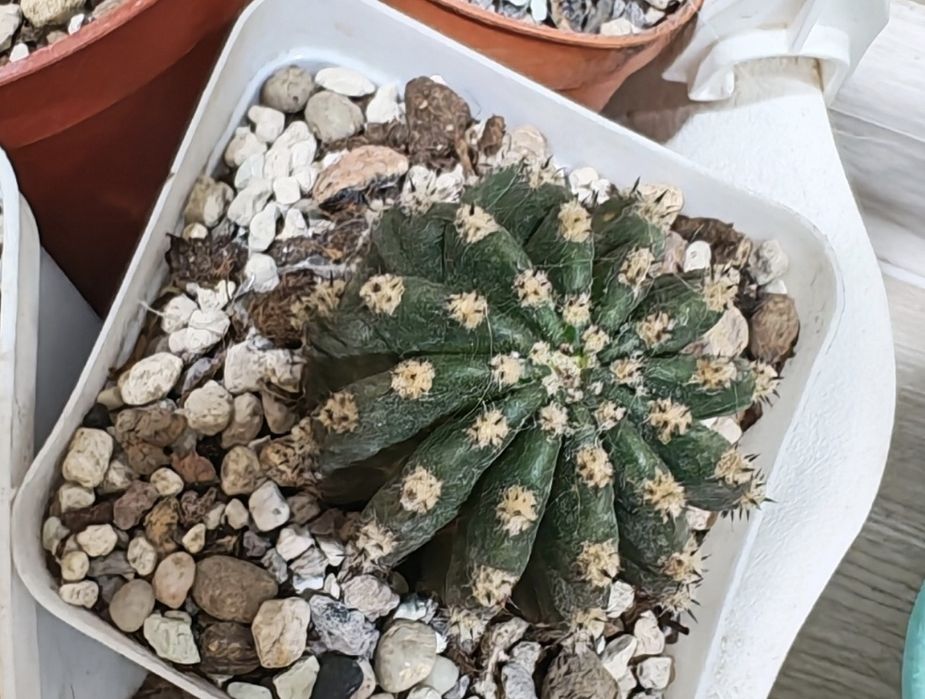 Кактусы цветущие гимнокалициум и эхинопсис