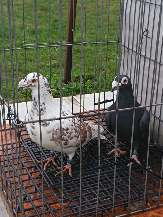 vând porumbei voianori duduros