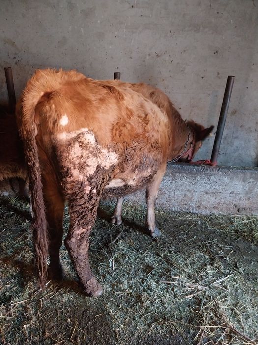 Vacă de vânzare gestantă