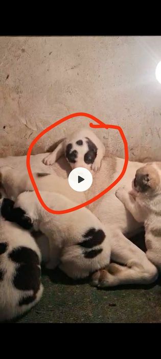 Стипан прямой кушктер