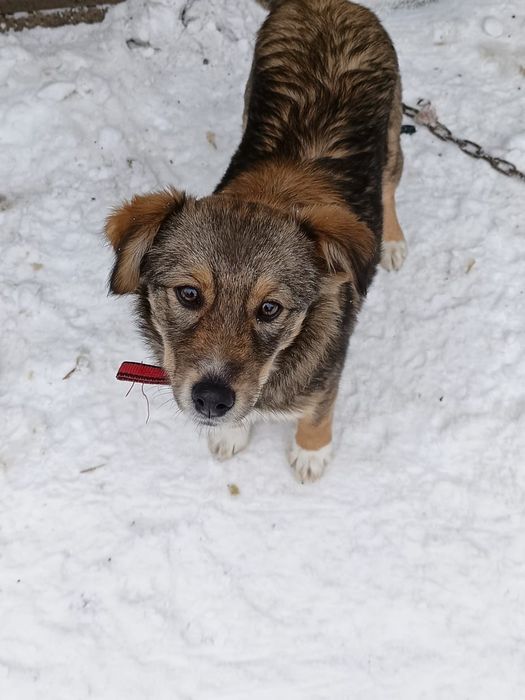 Срочно Животные бесплатно