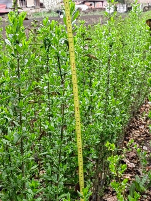 лигуструм на гол корен.височина 80-100 см.