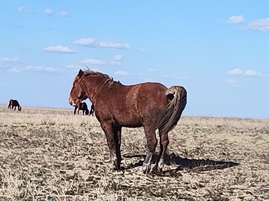 Полутяж айғыр сатылады