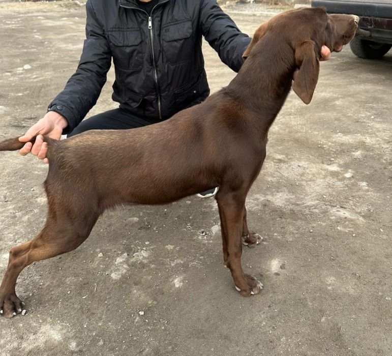 Продаётся щенок куцхаар