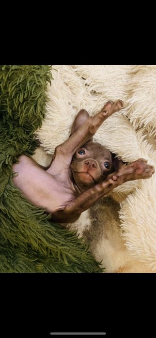 Вязка той-терьера