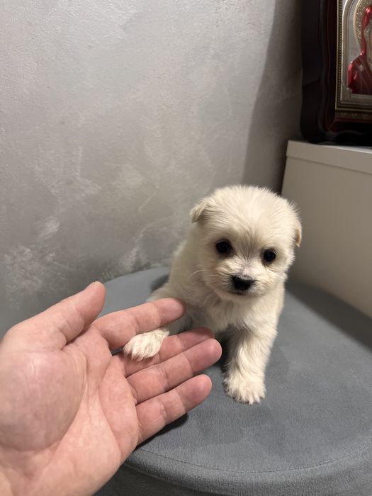 Bichon Maltez mini toy