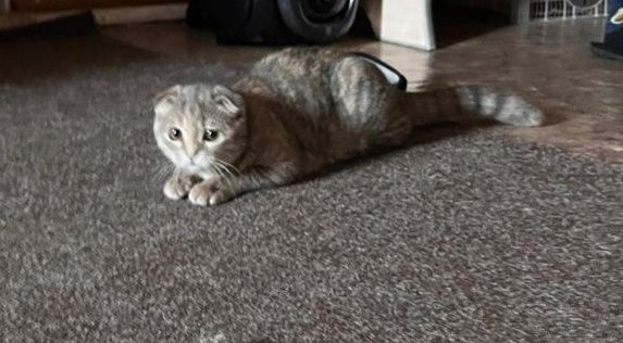 Девочка ищет семью