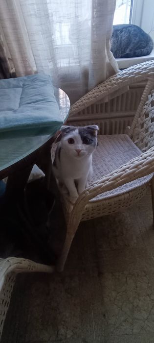 Меня зовут Бублик!