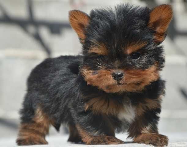 Йоркширски териер мини baby face