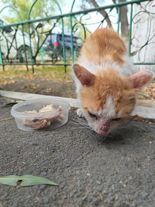 Кот. Ищу дом котику