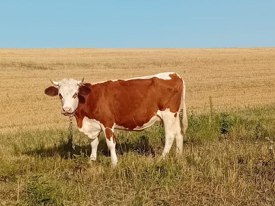 Fermă vinde juninci de aproximativ 1 an – 6.500 lei/bucată