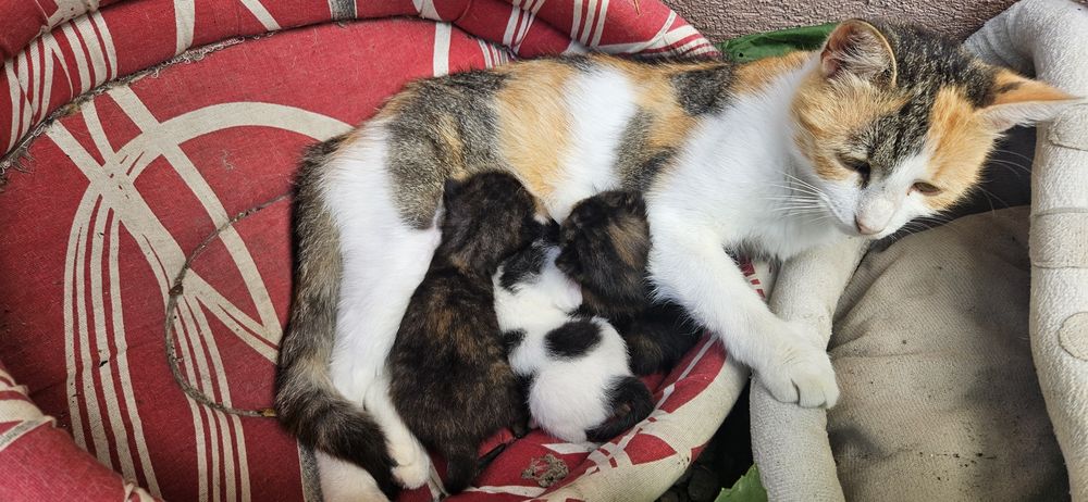 Pui de pisica spre adoptie