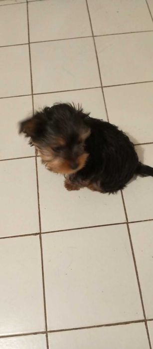 Йорки / Йоркширски Териер