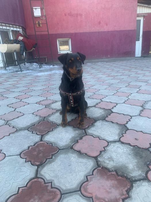 Вязка Ягдтерьера