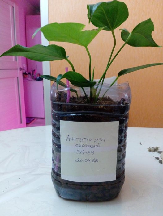 Продам антуриум.