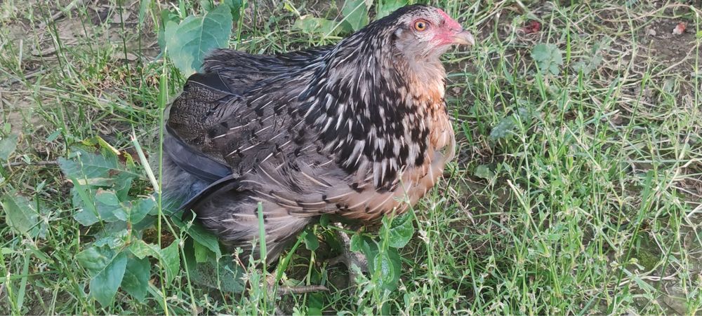 Gaini Araucana.