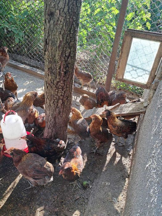 Gaini araucana de vânzare