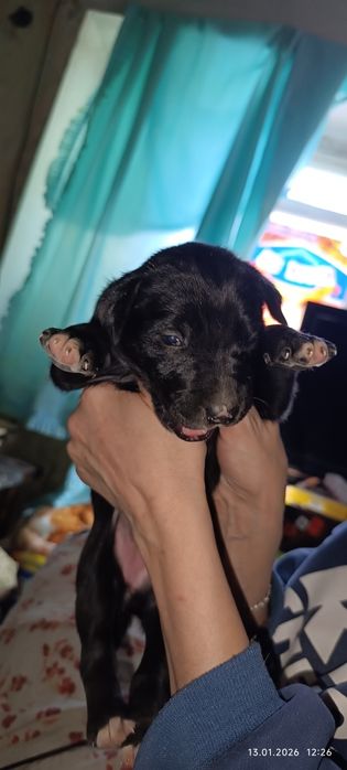 Щенки, сучки, фото прилагается