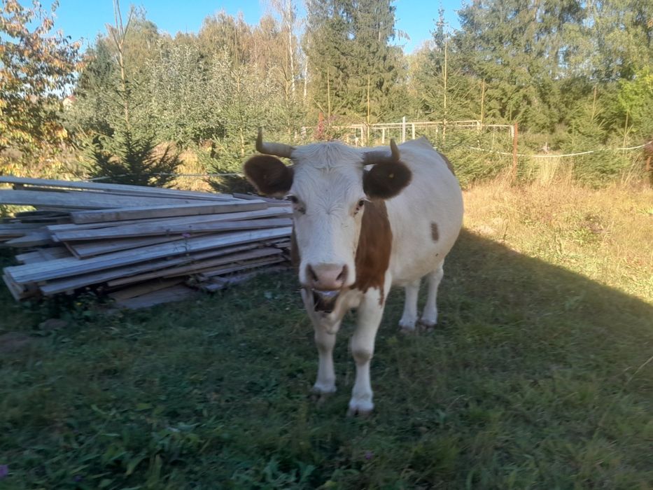 Vaca baltata de 8 ani